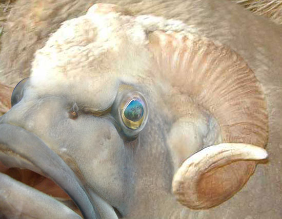 Photoshop-Design von MadamXelda für DesignCrowd (Community Contests) | Design #9060266