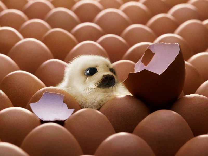 Photoshop Design by funky123 for DesignCrowd (Community Contests) | Design #9060399