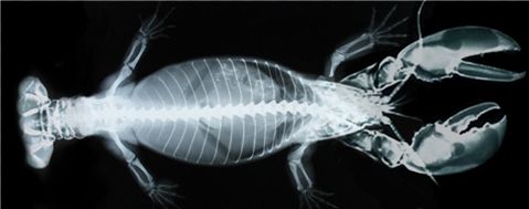 Photoshop Design by DreadDormammu