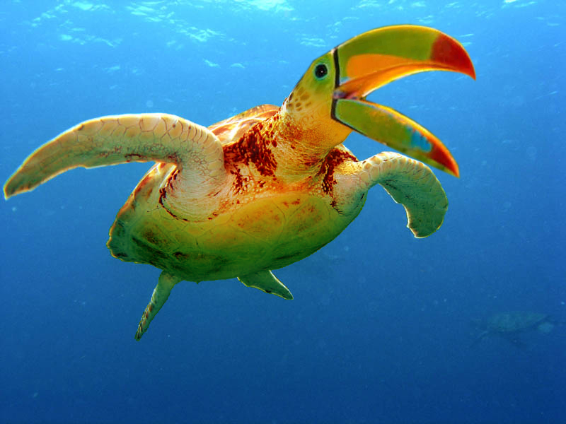 Photoshop Design by xavbof for DesignCrowd (Community Contests) | Design #9060415