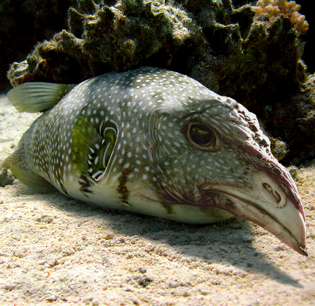 Design Photoshop par Dziedzic pour DesignCrowd (Community Contests) | Design #9060329