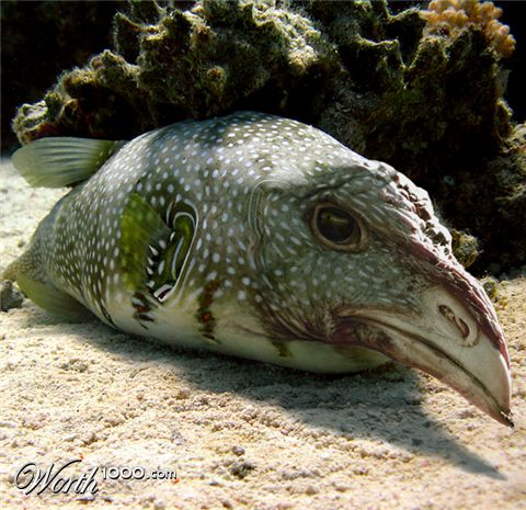 Photoshop Design by Dziedzic