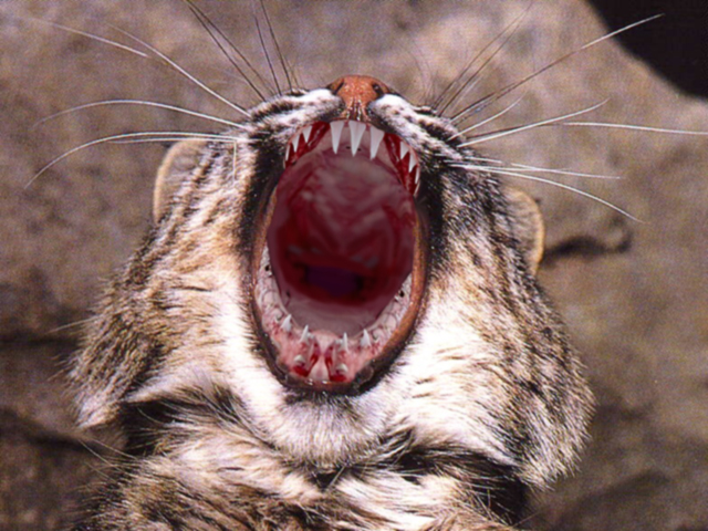 Photoshop Design by Toblin for DesignCrowd (Community Contests) | Design #9060396