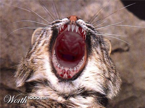 Photoshop Design by Toblin