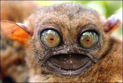 Diseño de Photoshop por Garsaelon para DesignCrowd (Community Contests) | Diseño #9060270