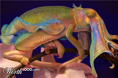 Photoshop Design by Uberwench