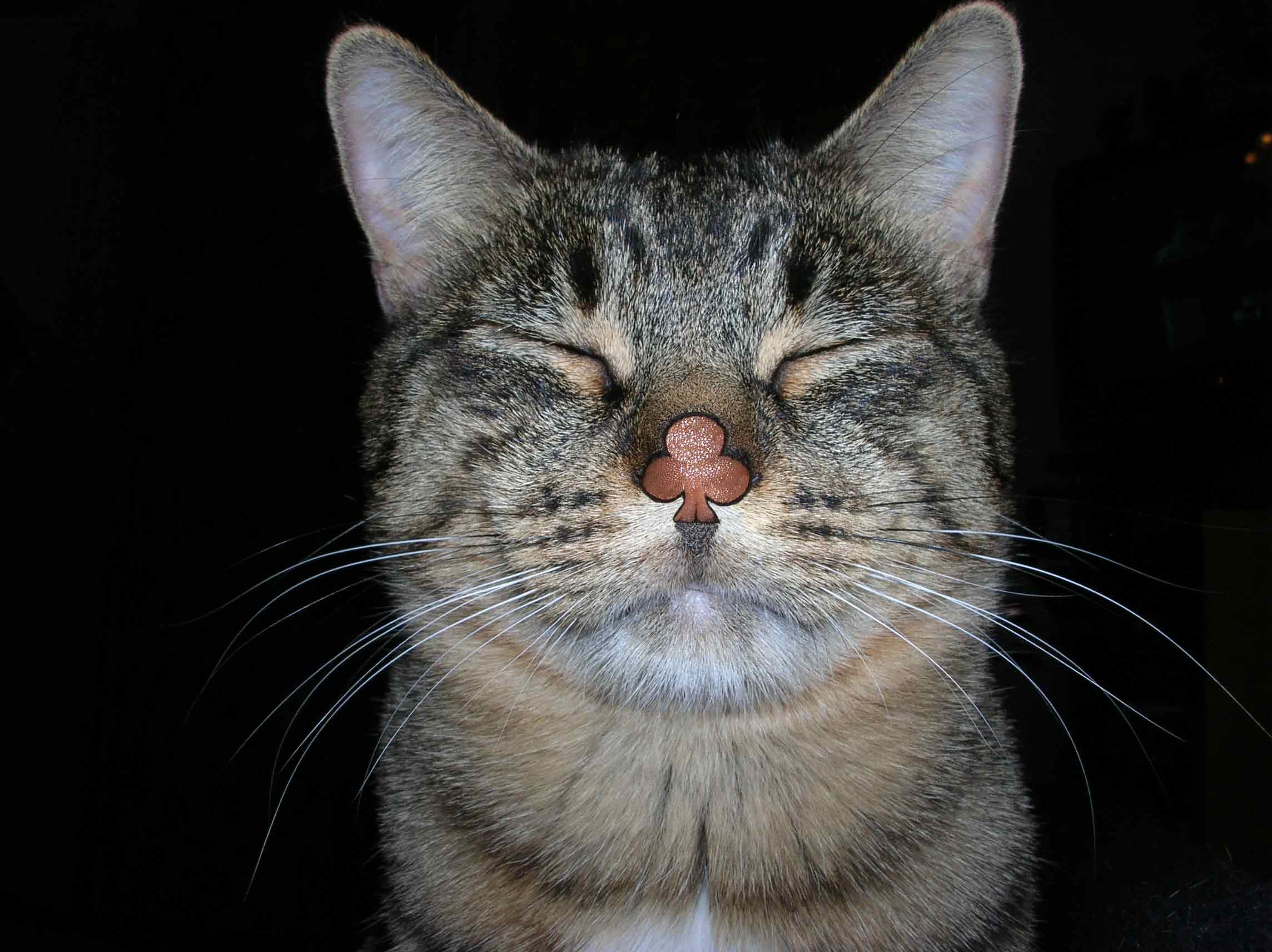 Photoshop Design by FrenchieGirl for DesignCrowd (Community Contests) | Design #9059600