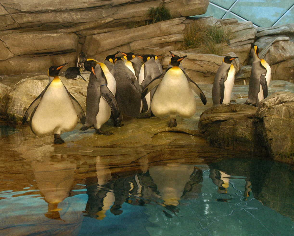 Photoshop-Design von Tuuluuwag für DesignCrowd (Community Contests) | Design #9059606