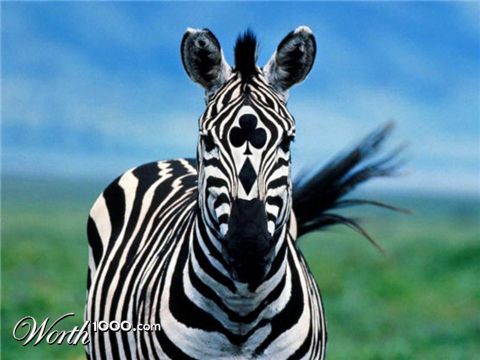 Photoshop Design by brunotelmo