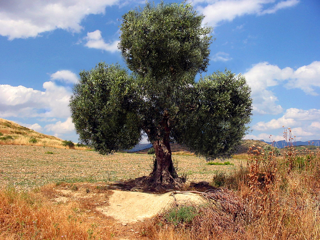 Design Photoshop par yansiatko pour DesignCrowd (Community Contests) | Design #9059623