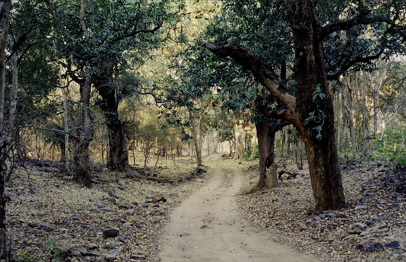 Fotografía por ManavSinghi para DesignCrowd (Community Contests) | Diseño #9061026