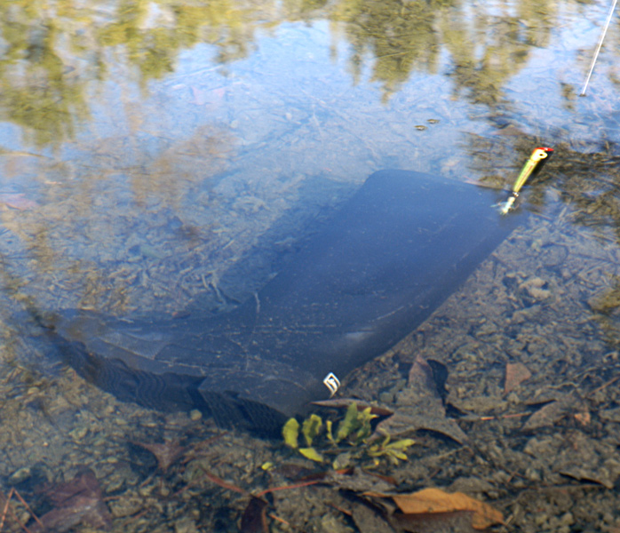 Photography by Fishcat for DesignCrowd (Community Contests) | Design #9047928