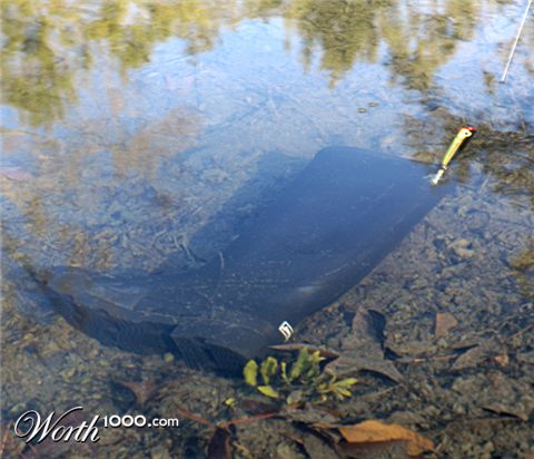 Photography by Fishcat