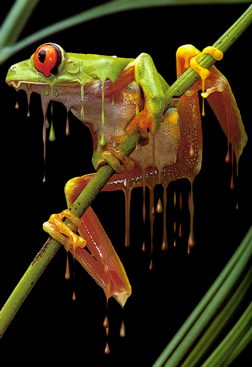 Photoshop Design by cameon for DesignCrowd (Community Contests) | Design #9059790