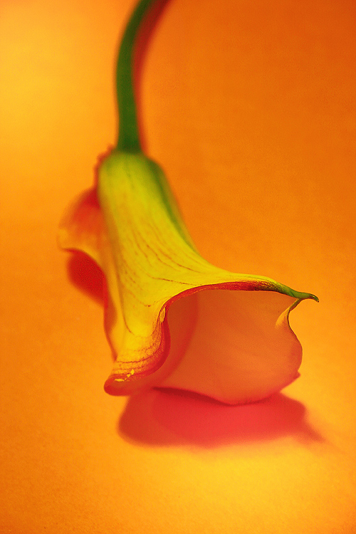 Fotografie von zsandra für DesignCrowd (Community Contests) | Design #9048872