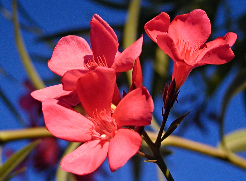 Photographie par cakeladybarb pour DesignCrowd (Community Contests) | Design #9060758