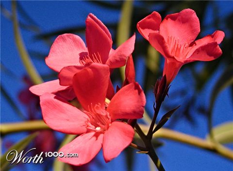 Photography by cakeladybarb