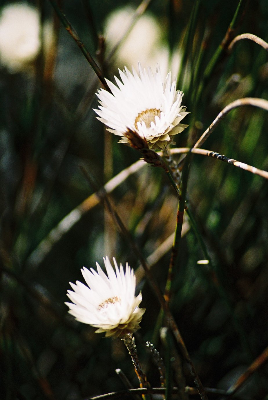 Photography by christelgrie for DesignCrowd (Community Contests) | Design #9048891