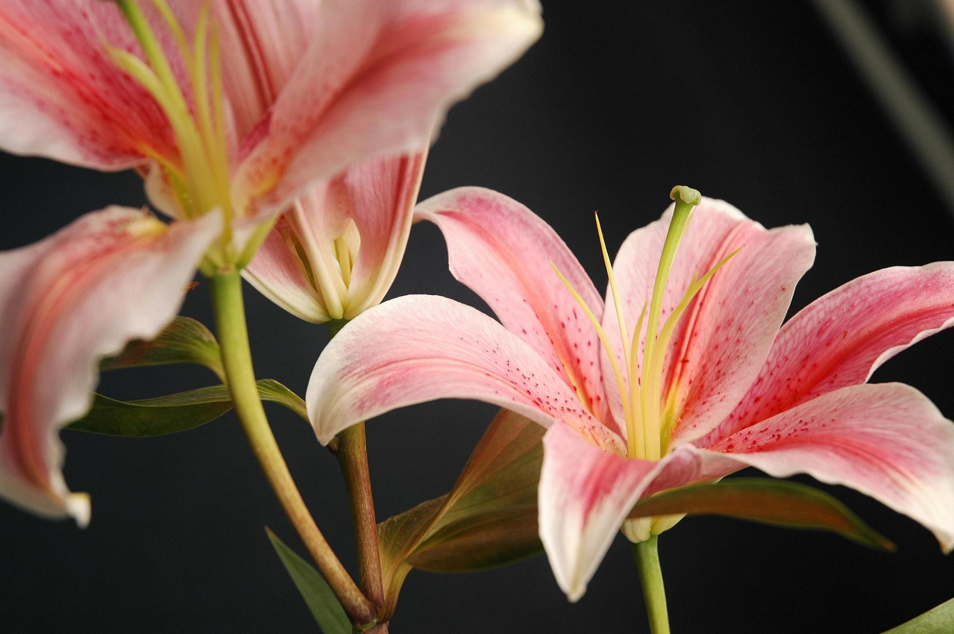 Photography by easwar123 for DesignCrowd (Community Contests) | Design #9048920