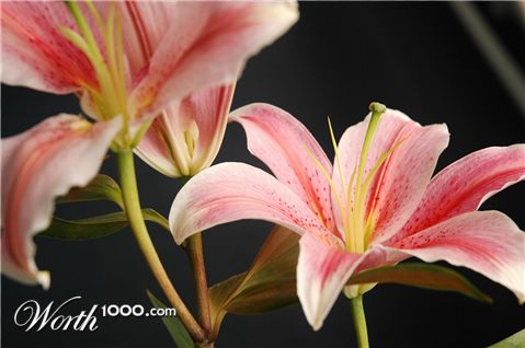 Photography by easwar123