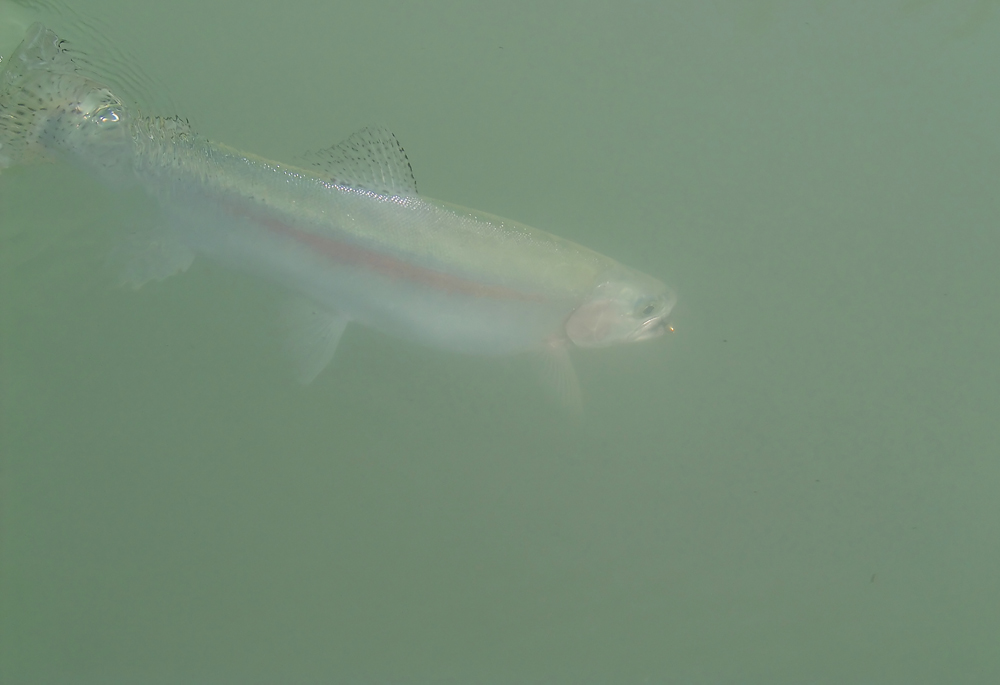 Photographie par whlutz pour DesignCrowd (Community Contests) | Design #9060808