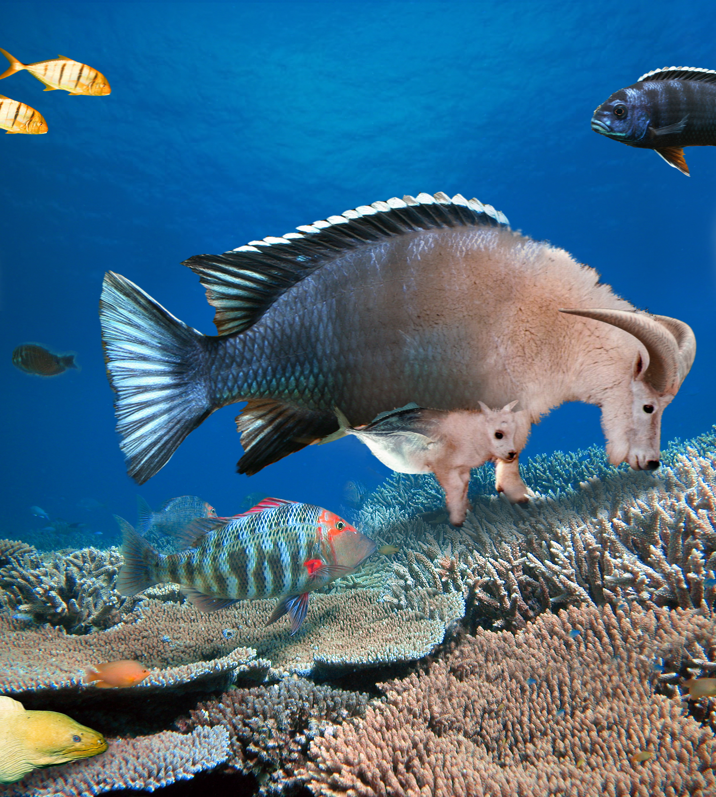 Photoshop Design by snowgoose for DesignCrowd (Community Contests) | Design #9059388