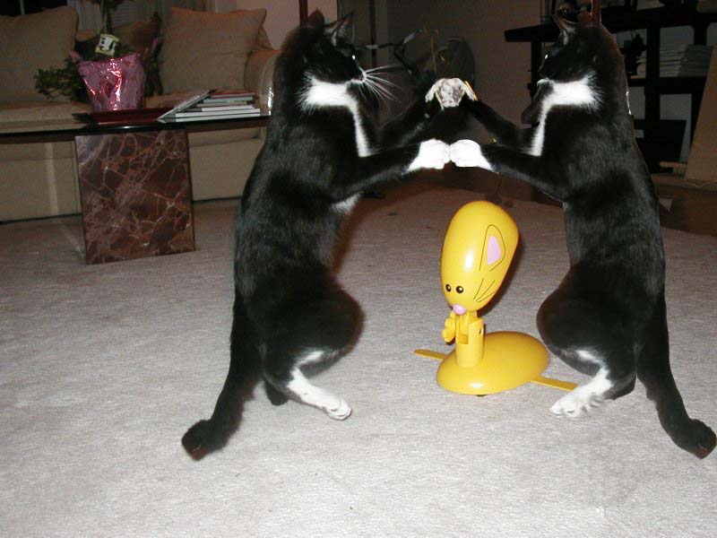 Photoshop Design by Whinnieme for DesignCrowd (Community Contests) | Design #9059411