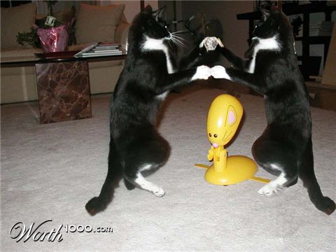 Photoshop Design by Whinnieme