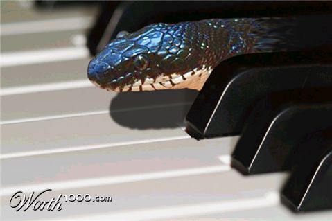 Photoshop Design by pgaffney