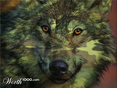 Photoshop Design by Gophersmock