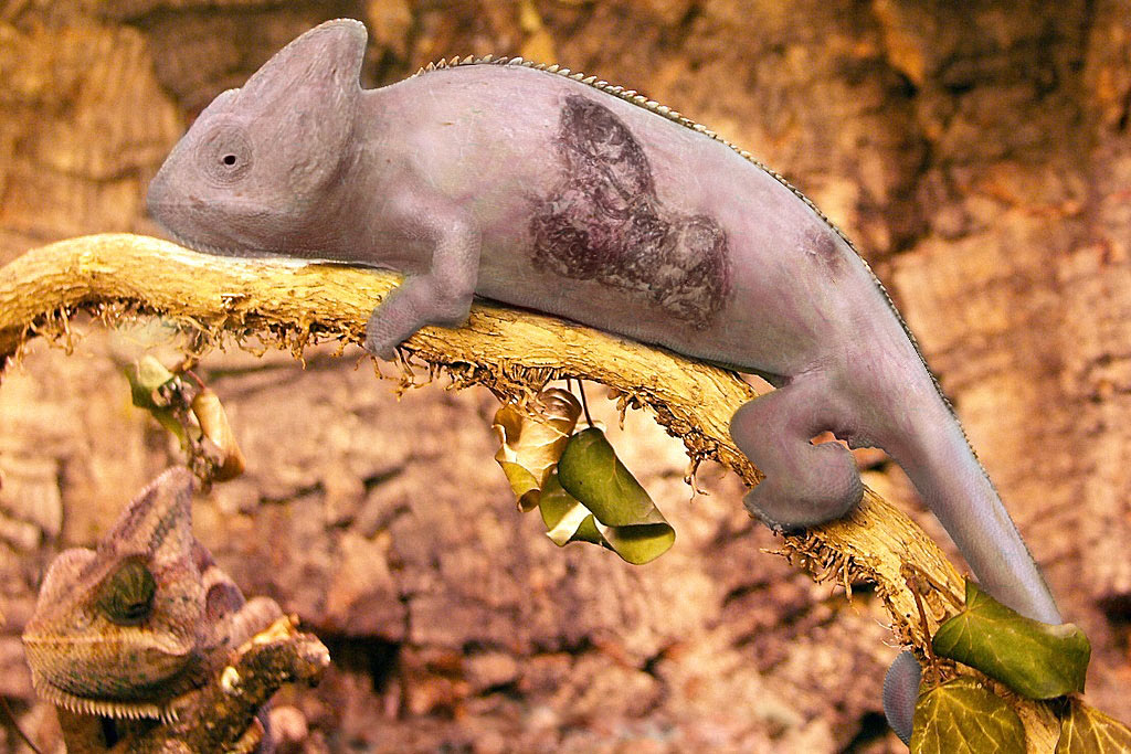 Photoshop-Design von Jelger für DesignCrowd (Community Contests) | Design #9068349