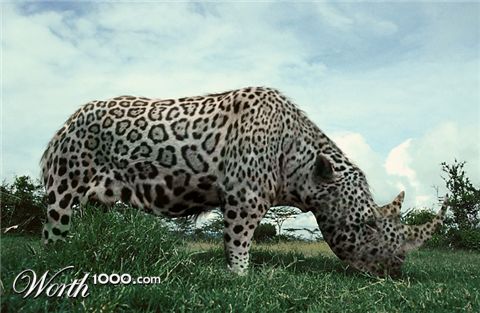 Photoshop Design by godzillatemple