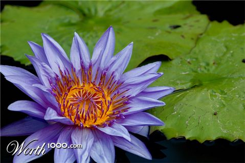 Photography by CDGreeneyes