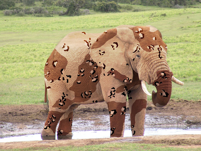 Diseño de Photoshop por Ambulocetus para DesignCrowd (Community Contests) | Diseño #9068366