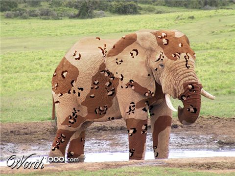 Photoshop Design by Ambulocetus