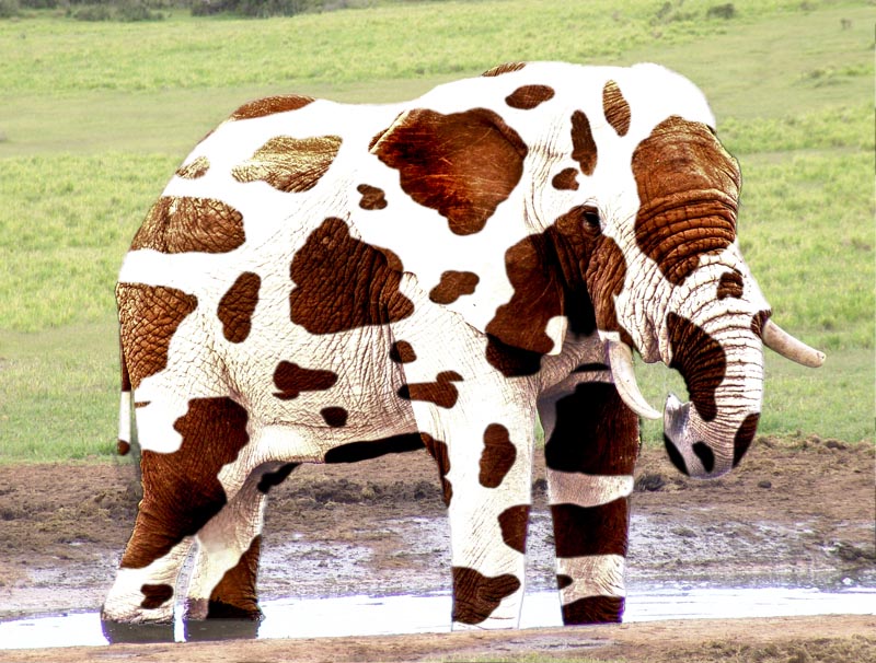 Photoshop Design by brunotelmo for DesignCrowd (Community Contests) | Design #9068422