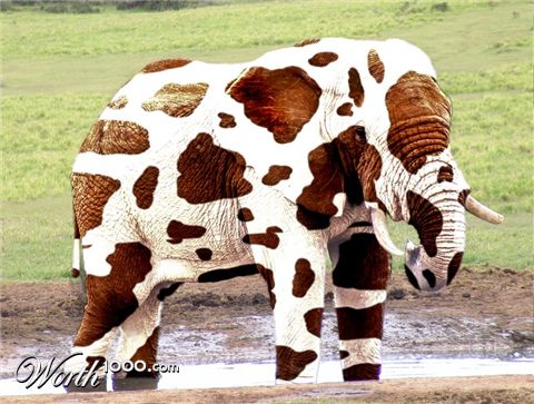 Photoshop Design by brunotelmo