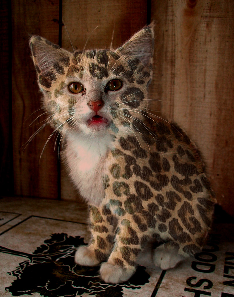 Diseño de Photoshop por ayoksus para DesignCrowd (Community Contests) | Diseño #9068509