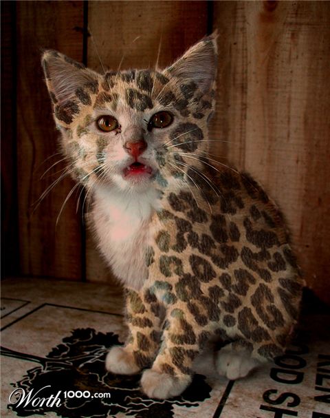 Photoshop Design by ayoksus