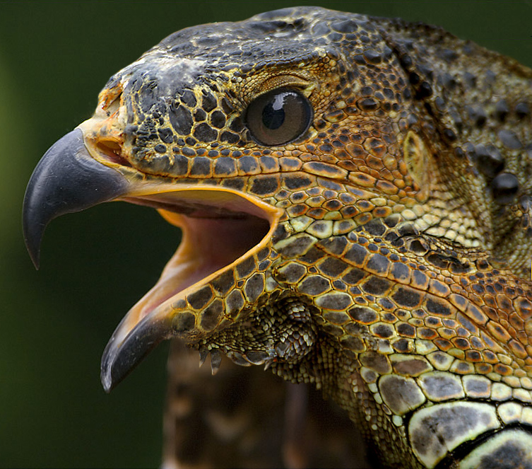 Design Photoshop par Dziedzic pour DesignCrowd (Community Contests) | Design #9068404