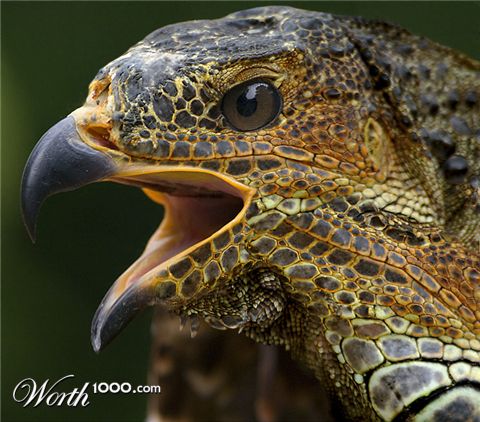 Photoshop Design by Dziedzic