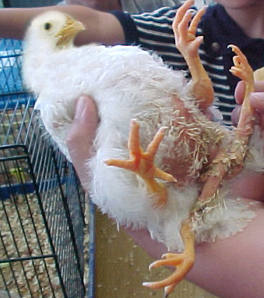 Photoshop Design by mightyrat for DesignCrowd (Community Contests) | Design #9049164