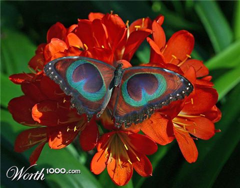 Photoshop Design by Manitaur