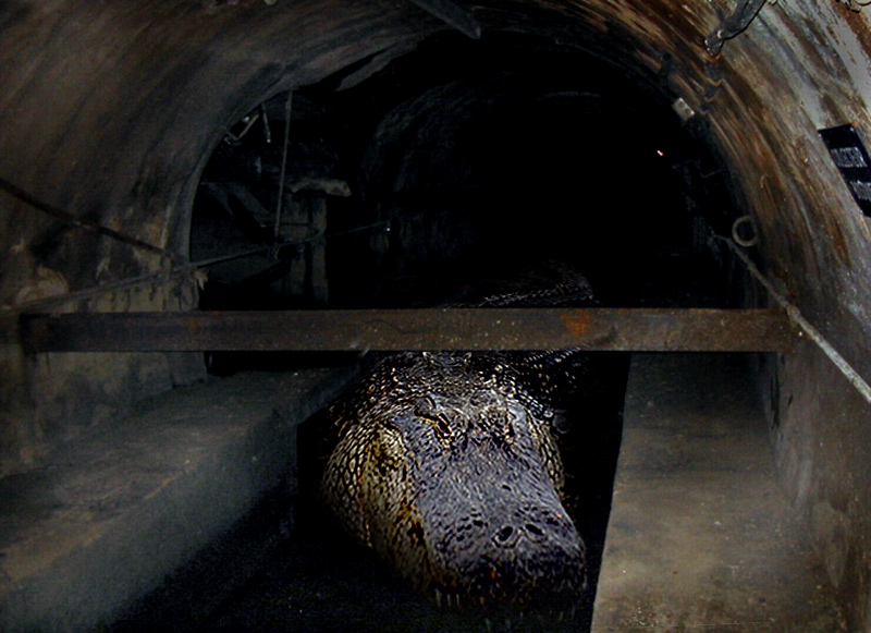 Design Photoshop par RachwitchD3 pour DesignCrowd (Community Contests) | Design #9049184