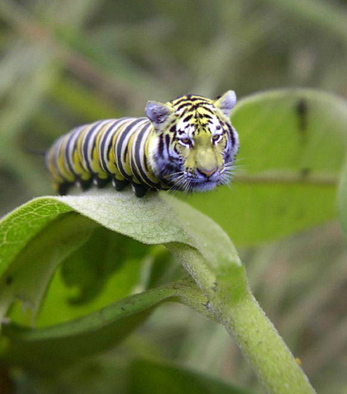 Photoshop-Design von bfattal für DesignCrowd (Community Contests) | Design #9068554