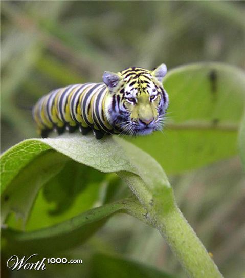 Photoshop Design by bfattal