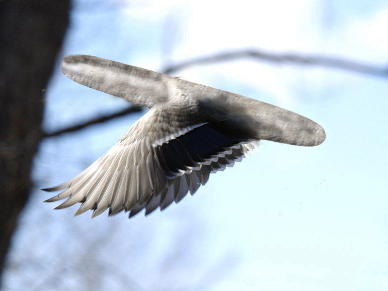 Photoshop Design by argus456 for DesignCrowd (Community Contests) | Design #9058047