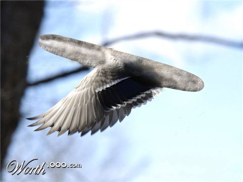 Photoshop Design by argus456