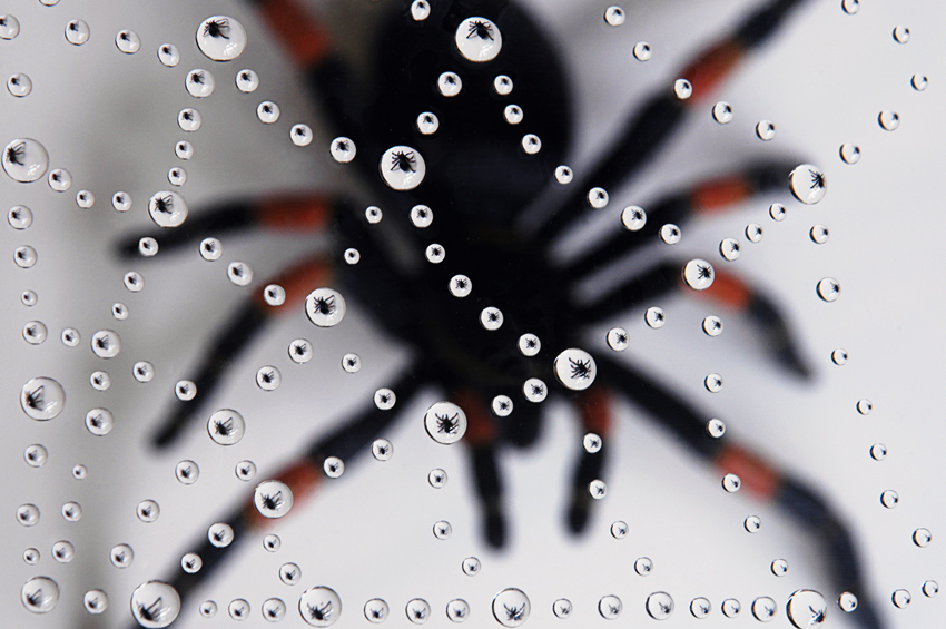 Photography by Fishcat for DesignCrowd (Community Contests) | Design #9051987