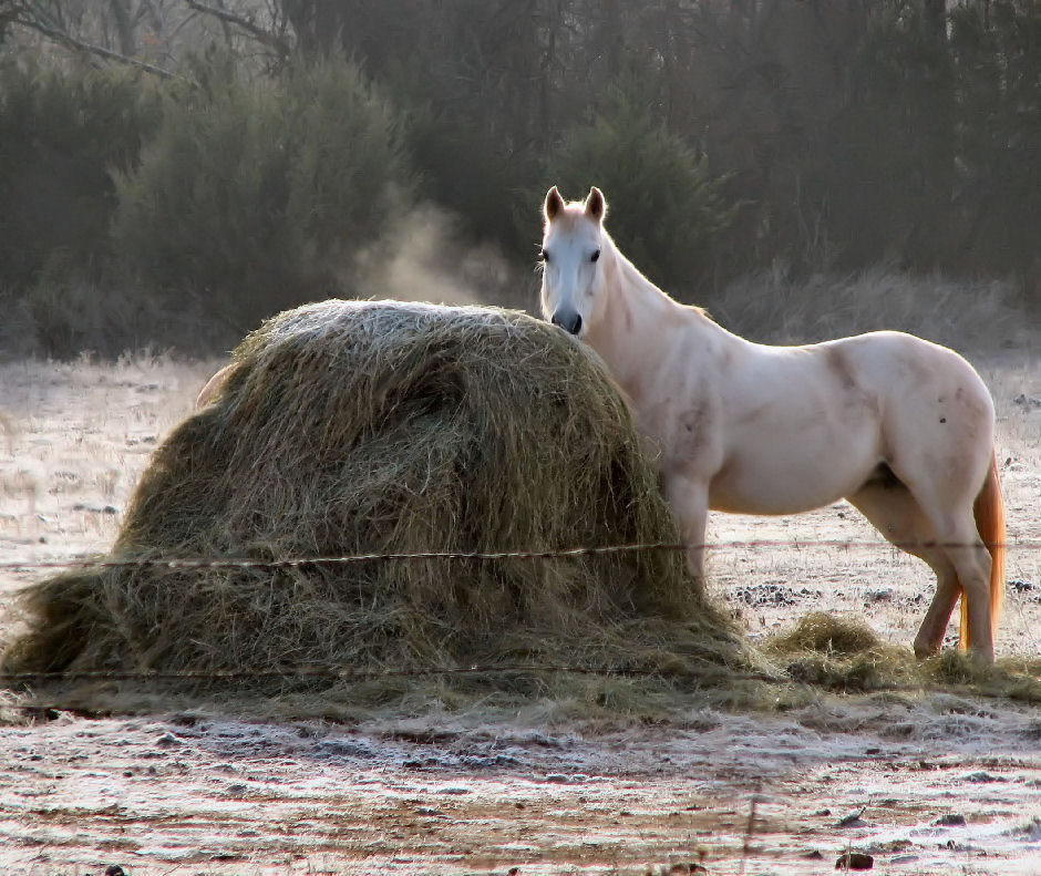 Photographie par Suziecuchon pour DesignCrowd (Community Contests) | Design #9060632